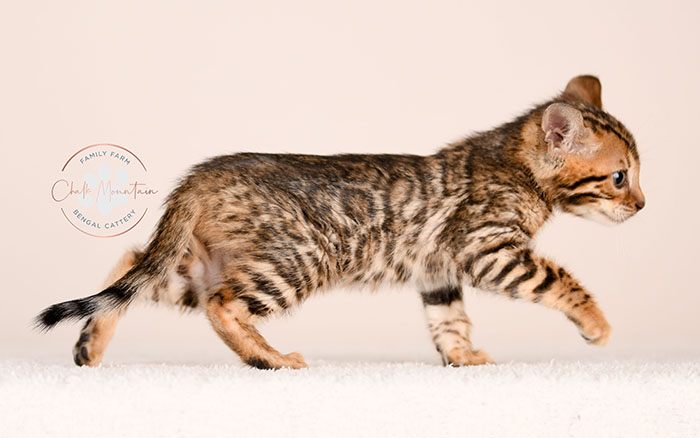 purebred bengal kitten close up showing rosette markings