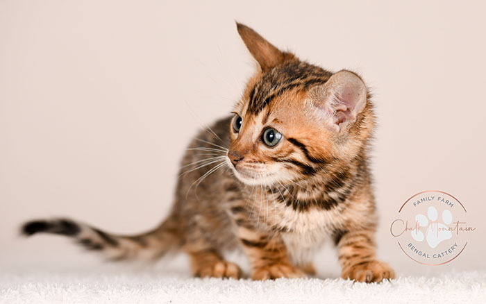 Slate, a brown spotted Bengal kitten for sale in Houston Texas from a trusted Bengal breeder.