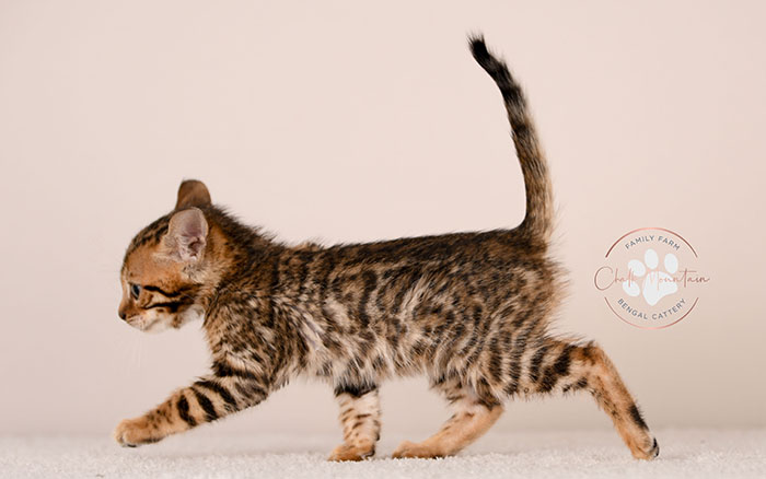 adorable brown bengal kitten standing profile view