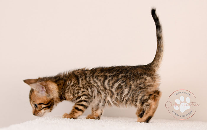 spotted bengal kitten with exotic coat pattern for sale