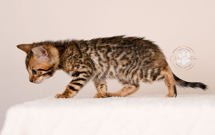 bengal kitten resting on soft blanket looking sleepy