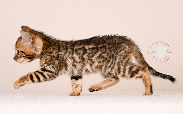 high quality bengal kitten with bold rosettes texas breeder