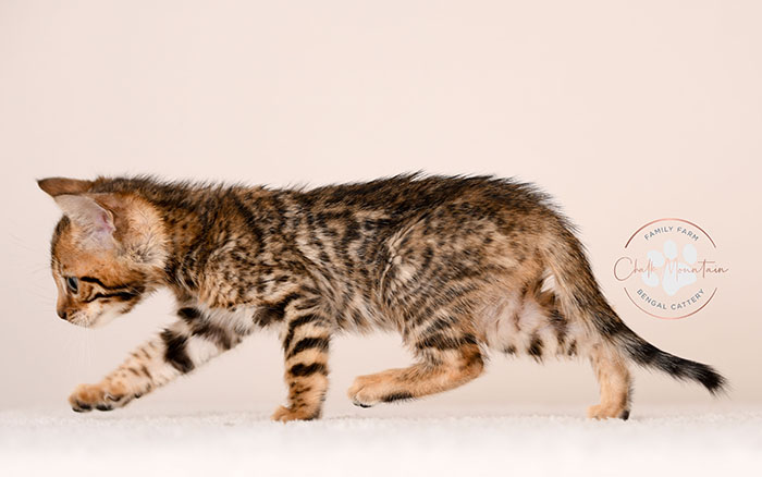 bengal kitten face close up with whiskers and markings