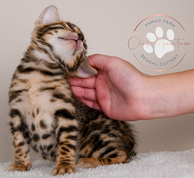 beautiful bengal kitten texas