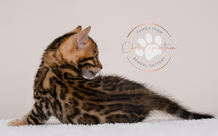Bengal kitten for sale