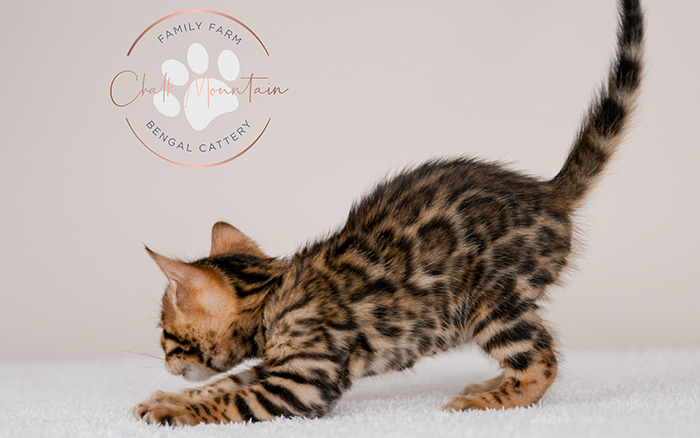 Bengal kitten for sale
