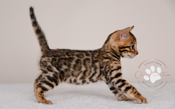 Bengal kitten for sale