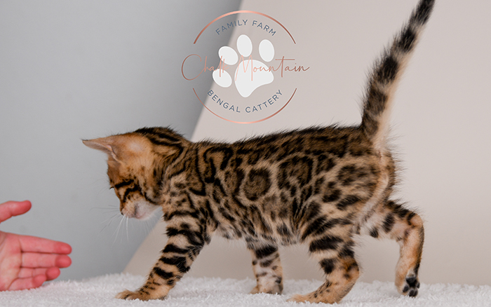 Bengal kitten for sale