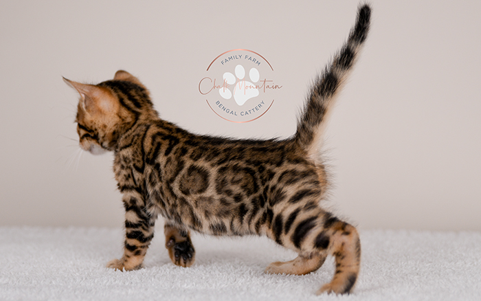 Bengal kitten for sale