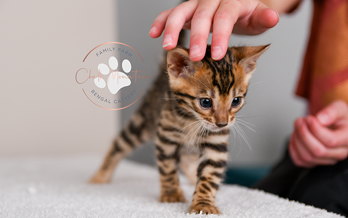 Bengal kitten for sale
