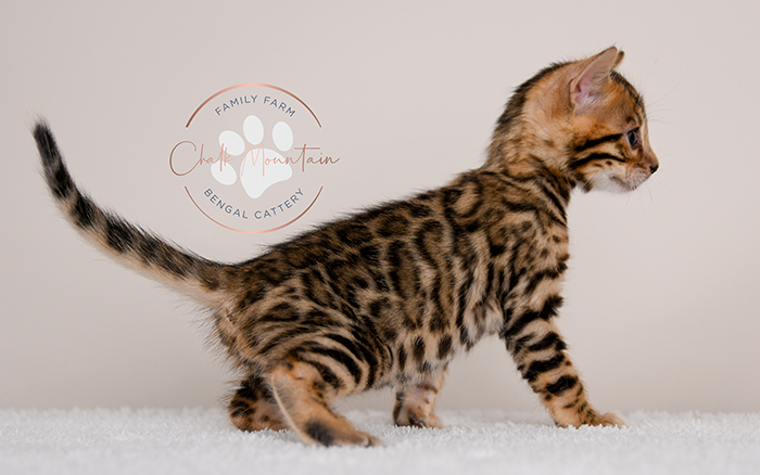 Bengal kitten for sale