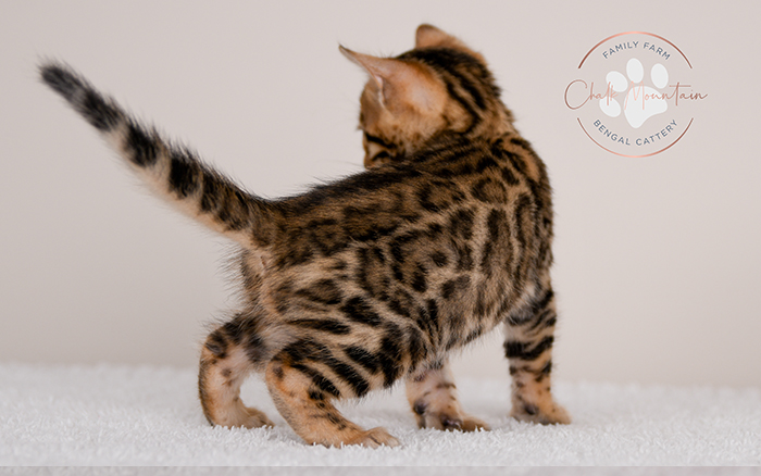 Bengal kitten for sale