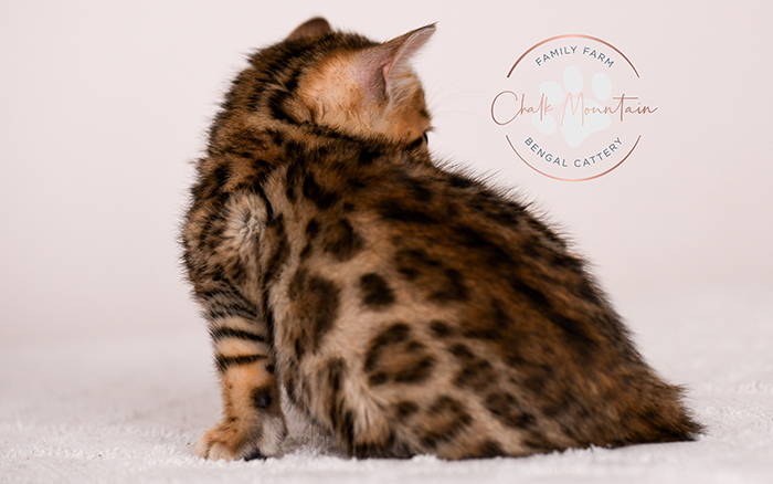 Bengal kitten close up face with whiskers and rosettes – TICA registered Bengal cat