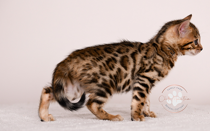 Bengal kitten with muscular build and leopard spots – high quality Bengal kitten for sale