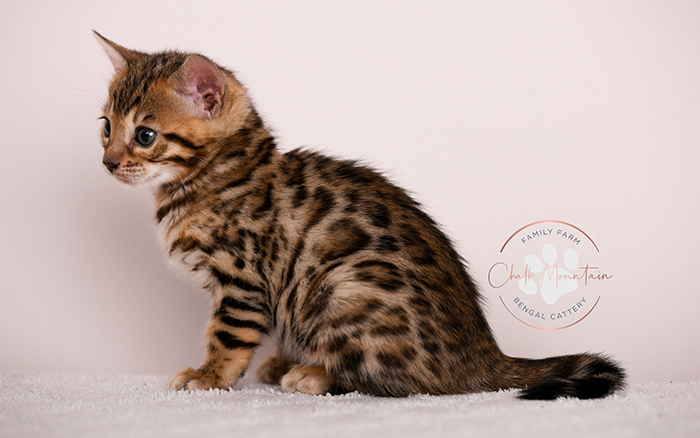 Bengal kitten for sale
