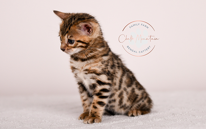 Bengal kitten playing with toy showing spotted pattern – healthy socialized Bengal kitten