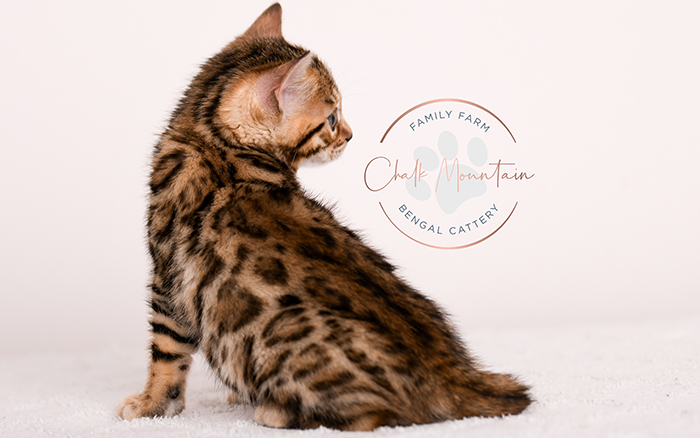 Baby Bengal kitten with high contrast markings – reserve Bengal kitten today