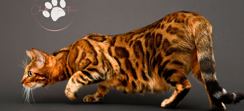 United States Best Bengal Breeder