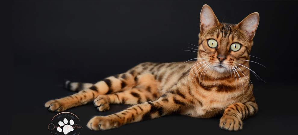 Bengal Kittens