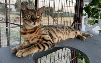 Bengal Kittens for sale near me