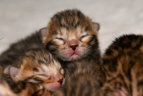 Bengal kittens for sale