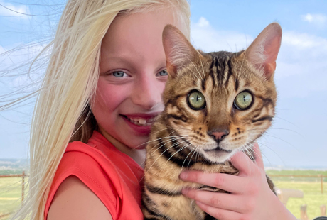 Chalk Mountain Retired Bengal Cat Adoption