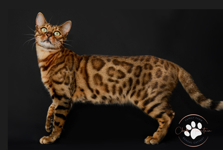 Bengal kitten for sale