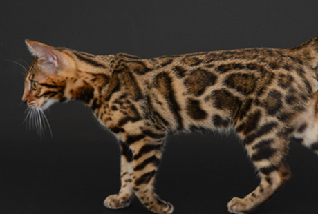 Chalk Mountain Bengal Cattery