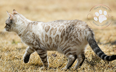 Bengal kitten for sale near me