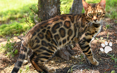 Bengal kitten for sale
