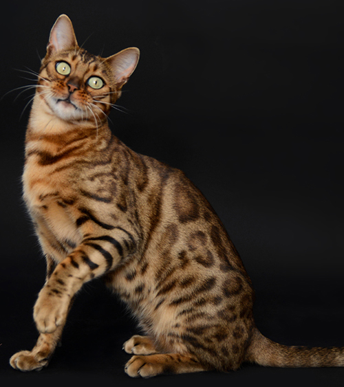 beautiful bengal kitten texas