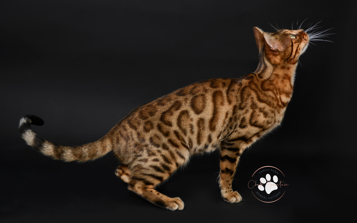 beautiful bengal kitten texas