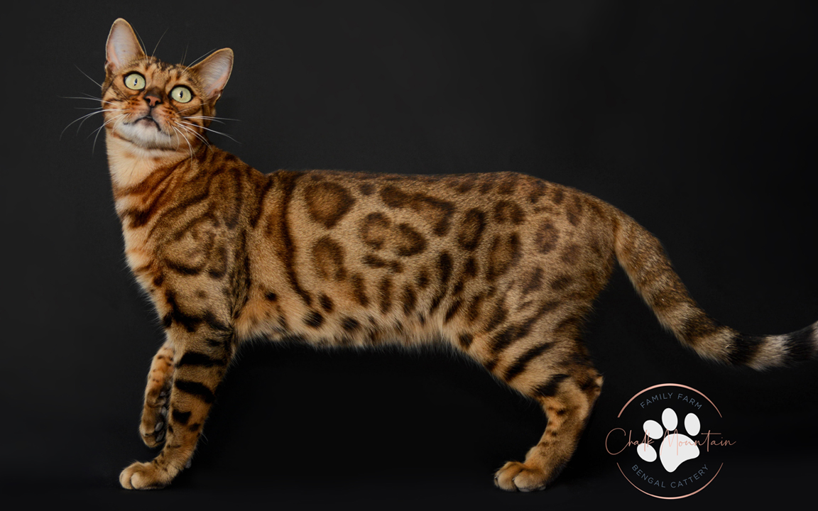 beautiful bengal kitten texas