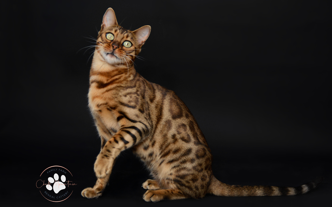 beautiful bengal kitten texas