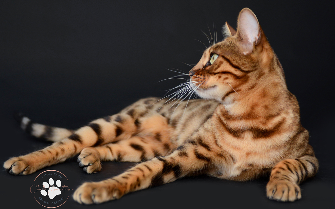 beautiful bengal kitten texas