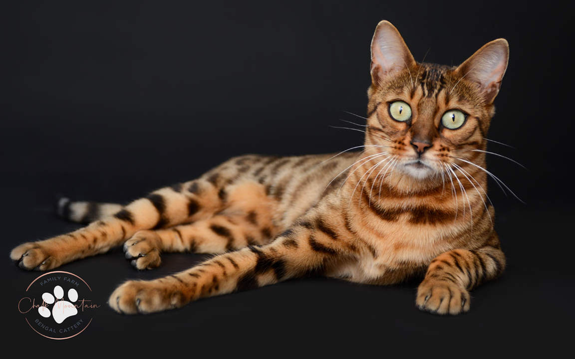 beautiful bengal kitten texas