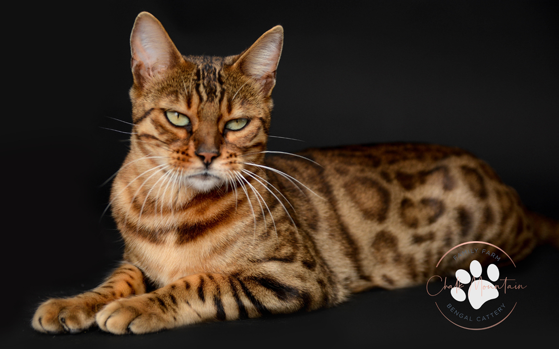 beautiful bengal kitten texas