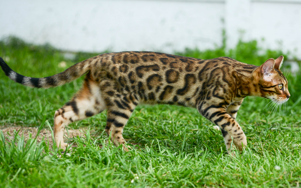 beautiful bengal kitten texas