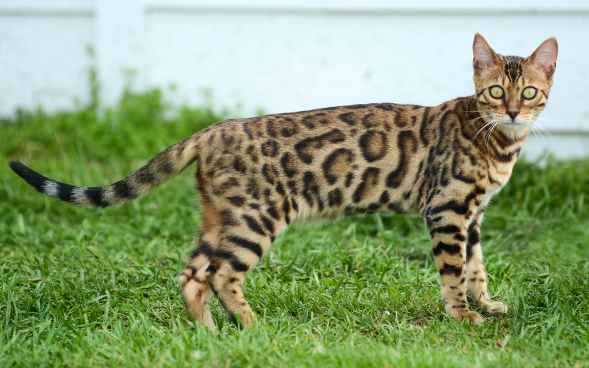 beautiful bengal kitten texas