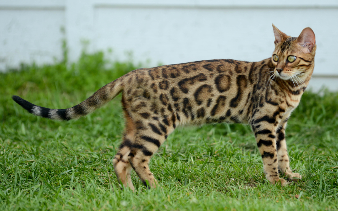 beautiful bengal kitten texas