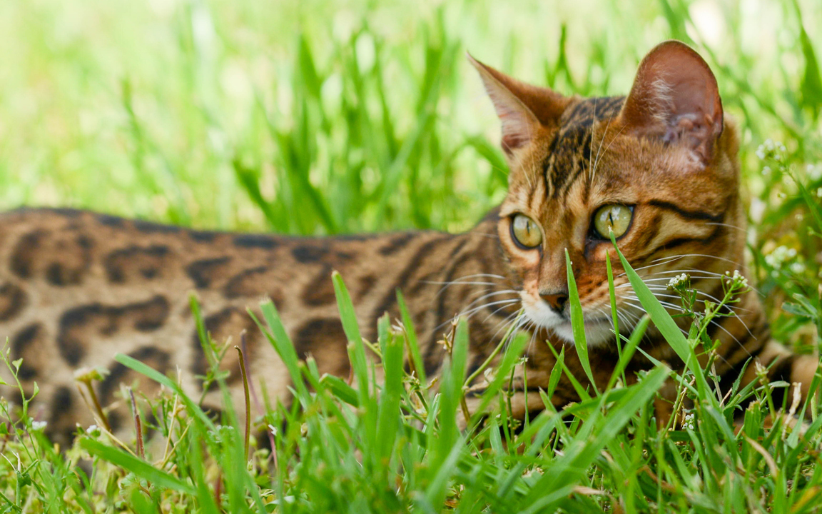 beautiful bengal kitten texas