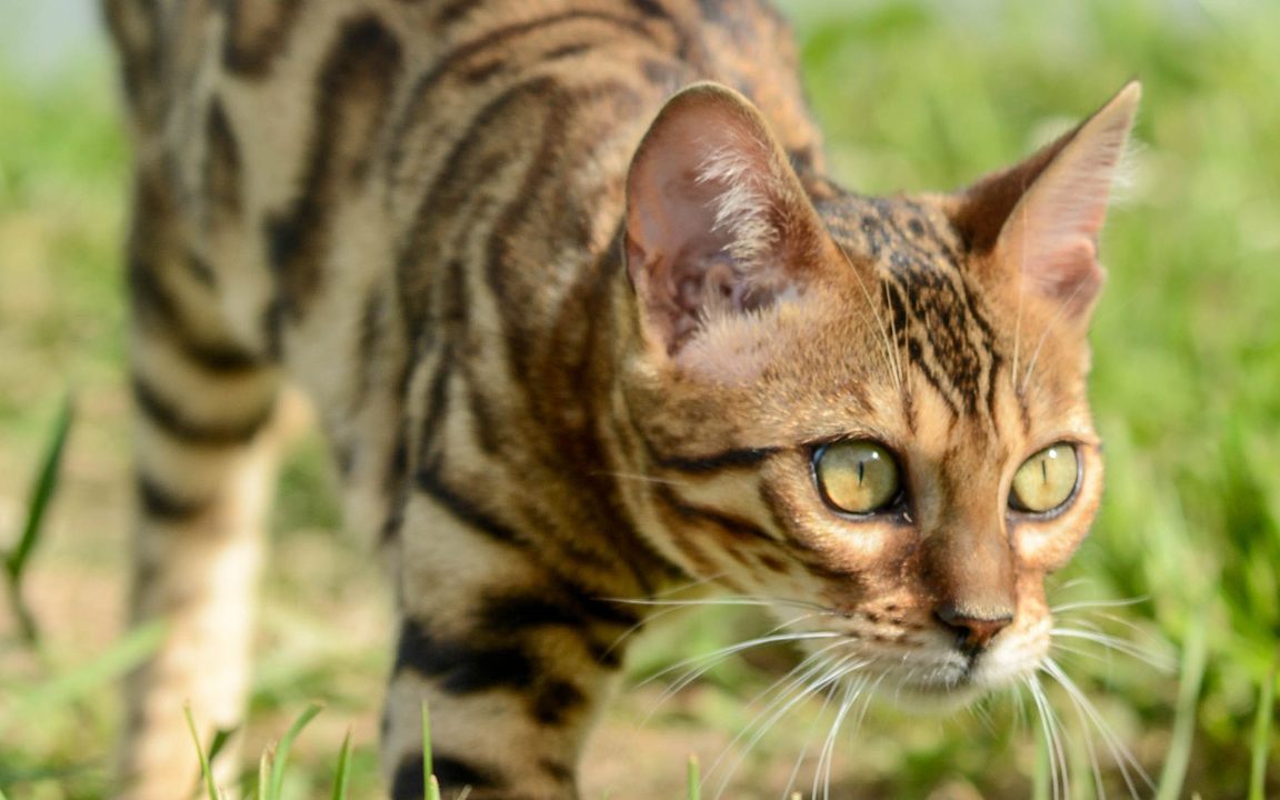 beautiful bengal kitten texas