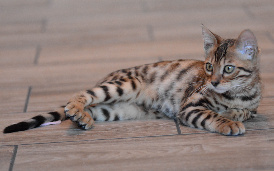 beautiful bengal kitten texas