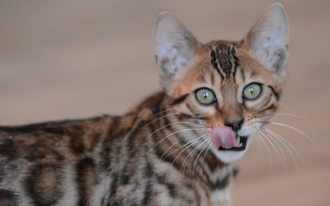 beautiful bengal kitten texas