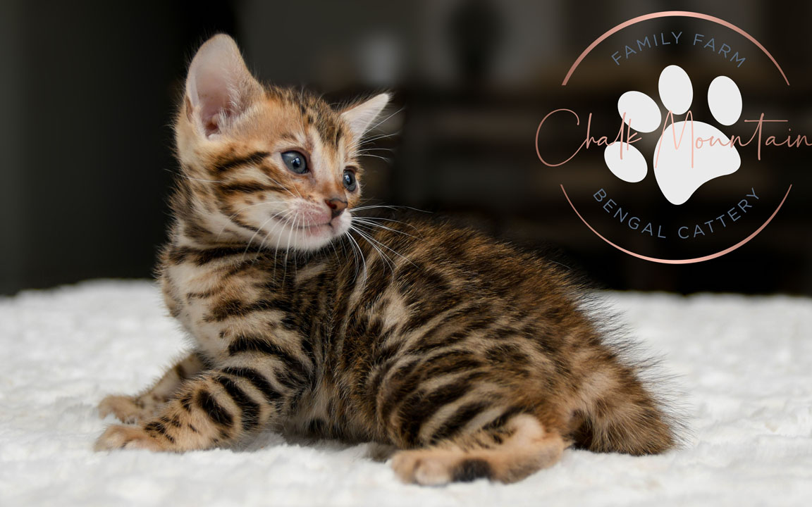 Bengal Kittens For Sale In Texas