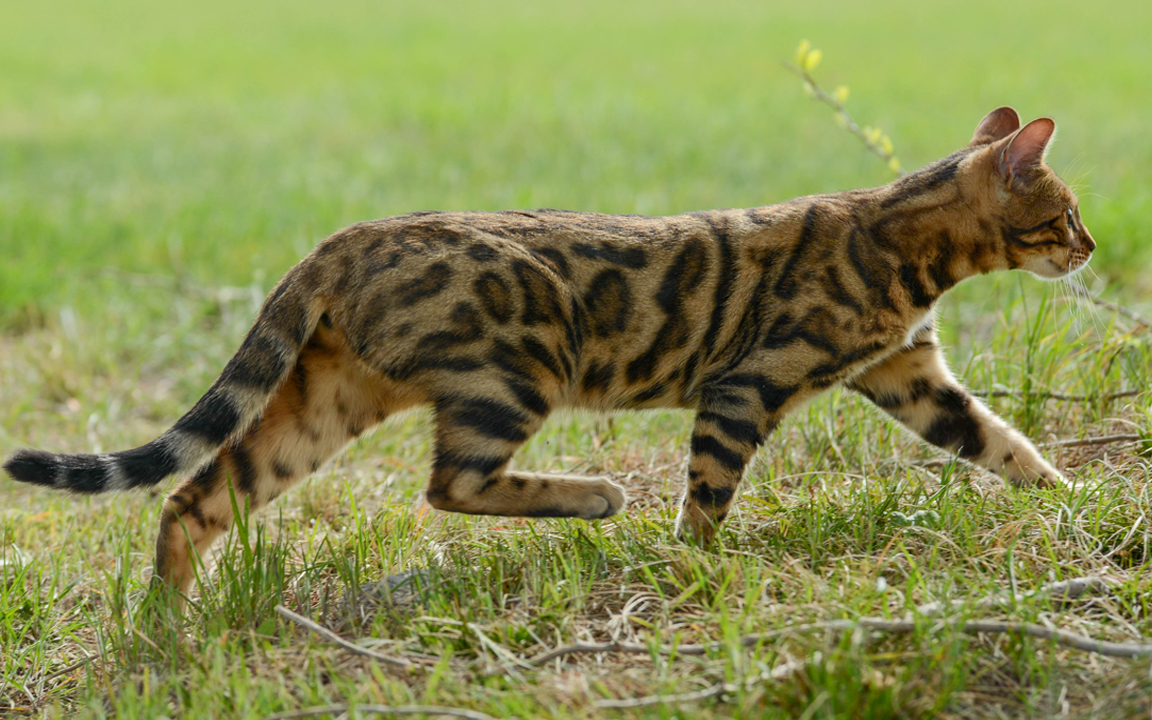 beautiful bengal kitten texas