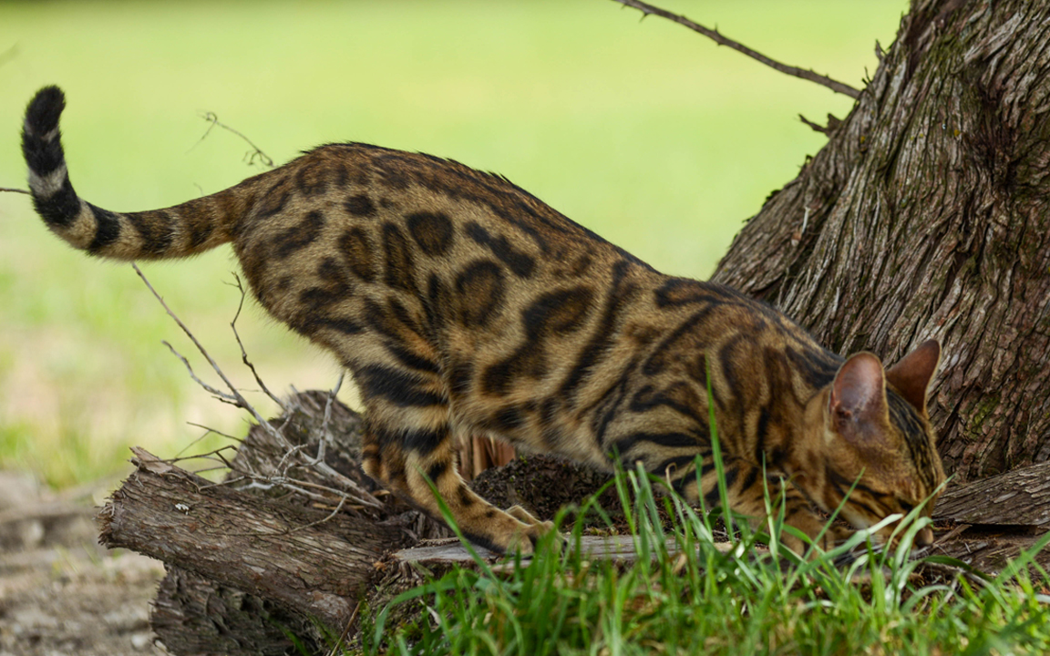 beautiful bengal kitten texas