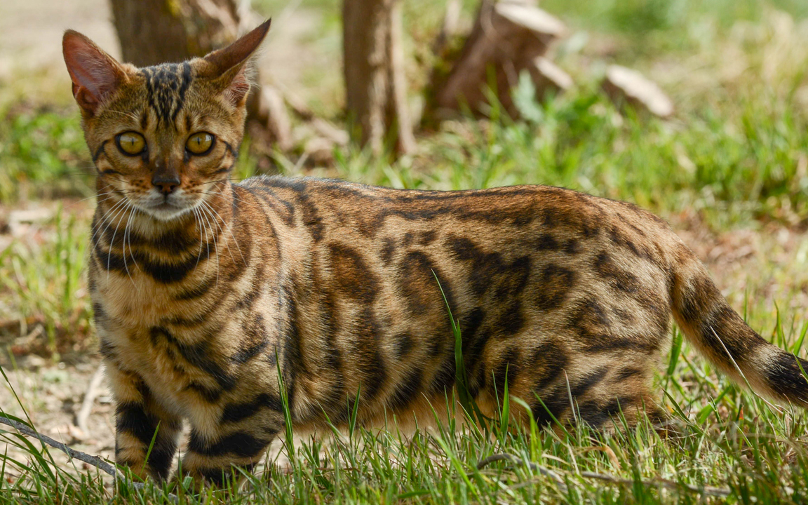 beautiful bengal kitten texas