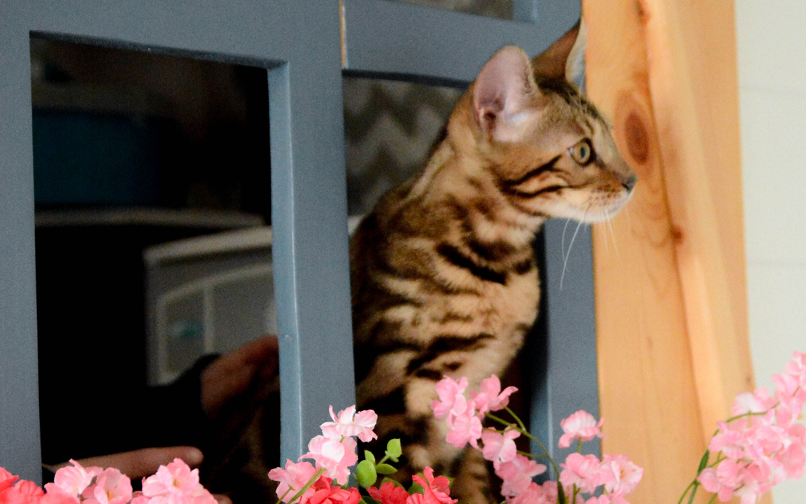 beautiful bengal kitten texas