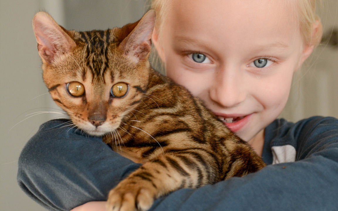 beautiful bengal kitten texas